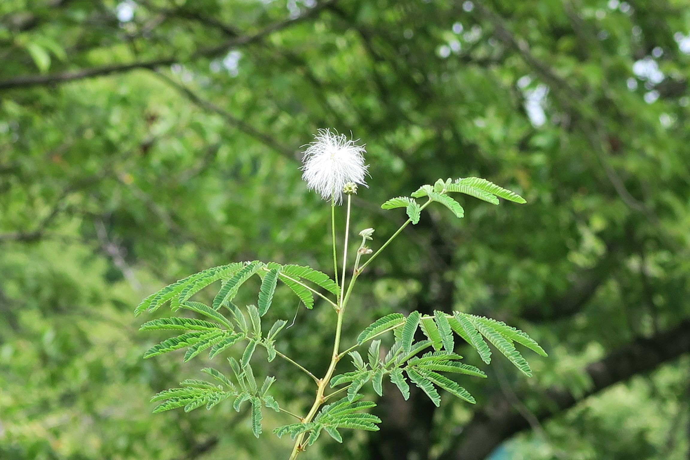 ねむの木花（白）