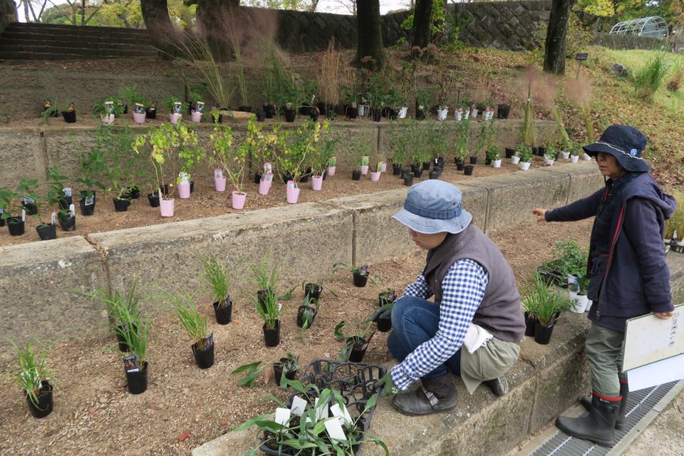 花畑園芸公園 オフィシャルサイト 福岡市南区 ペレニアルガーデン 宿根草の庭