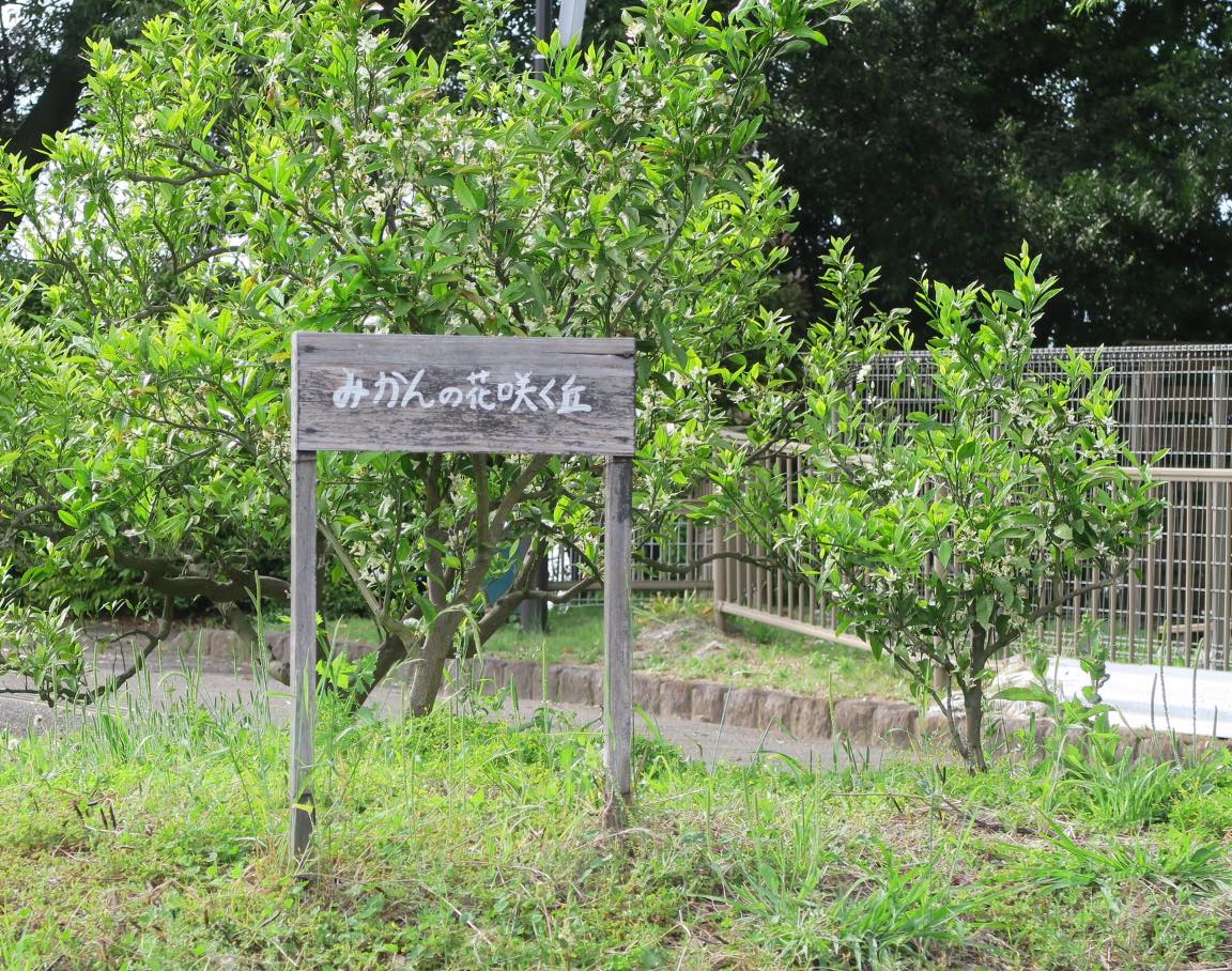 花畑園芸公園 オフィシャルサイト 福岡市南区 みかんの花咲く丘