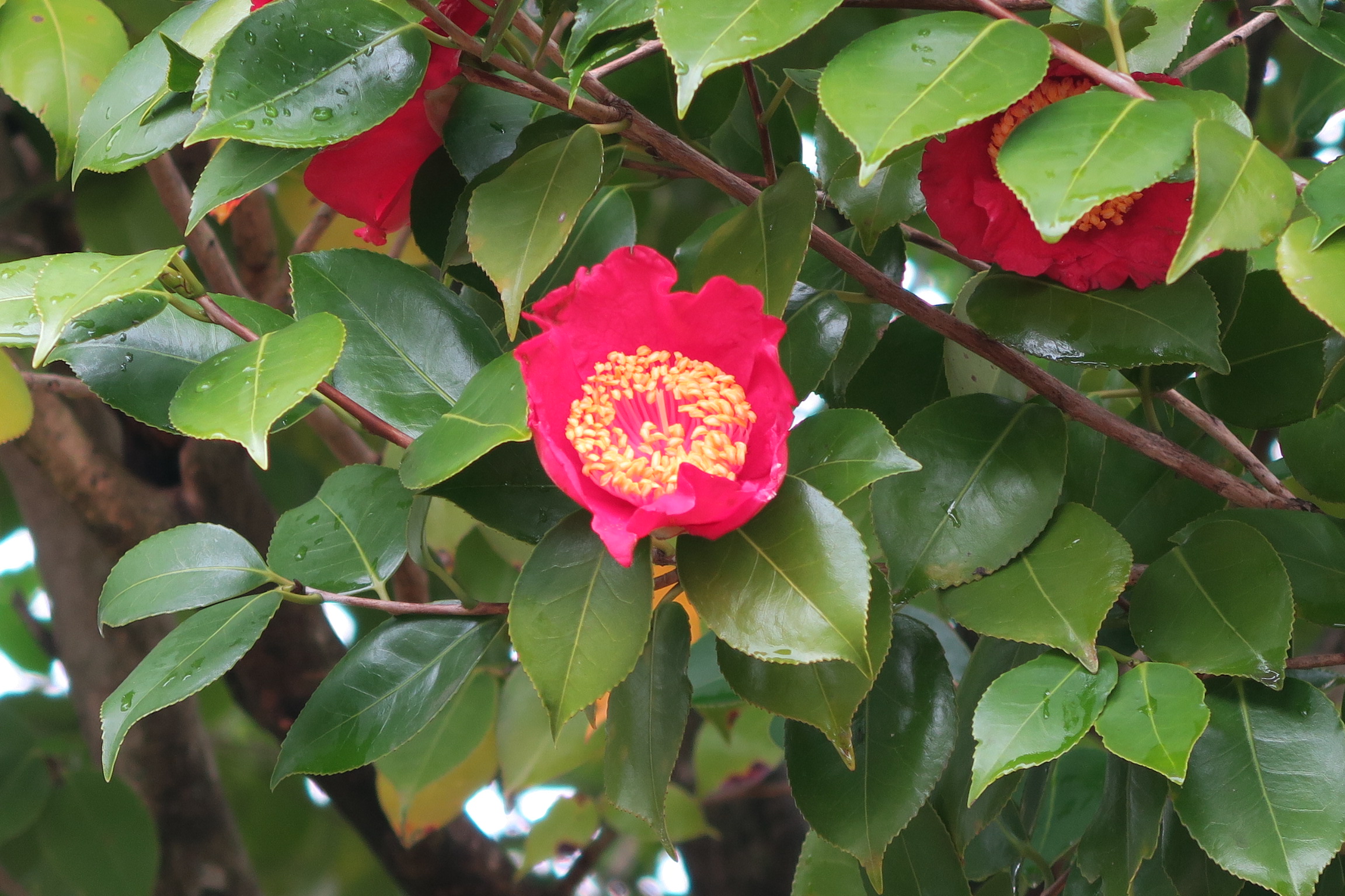 花畑園芸公園 オフィシャルサイト｜福岡市南区 肥後椿咲く